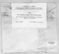 Chlorophyllum agaricoides image